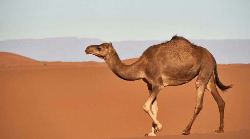 camel walking on desert