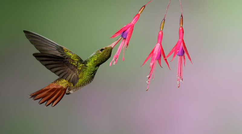 Birds pollinate 5% of the plants humans use for food or medicine
