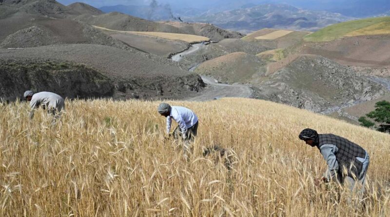 Farmers harvest wheat in a field on a hillside in the Argo district of Afghanistan's Badakhshan province